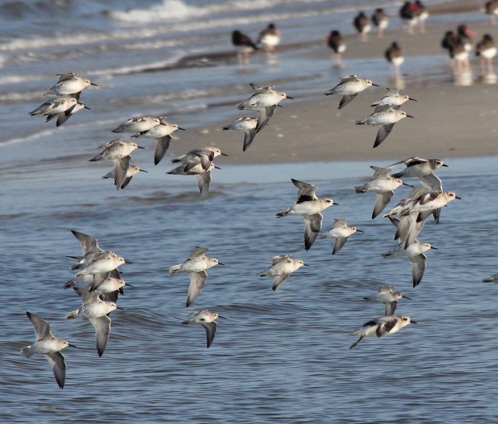 Red Knots (Calidris canutus) with Black-bellied Plover (Pluvialis squatarola) and Dunlin (Calidris alpina) by Dominic Sherony is licensed under CC BY-SA 2.0